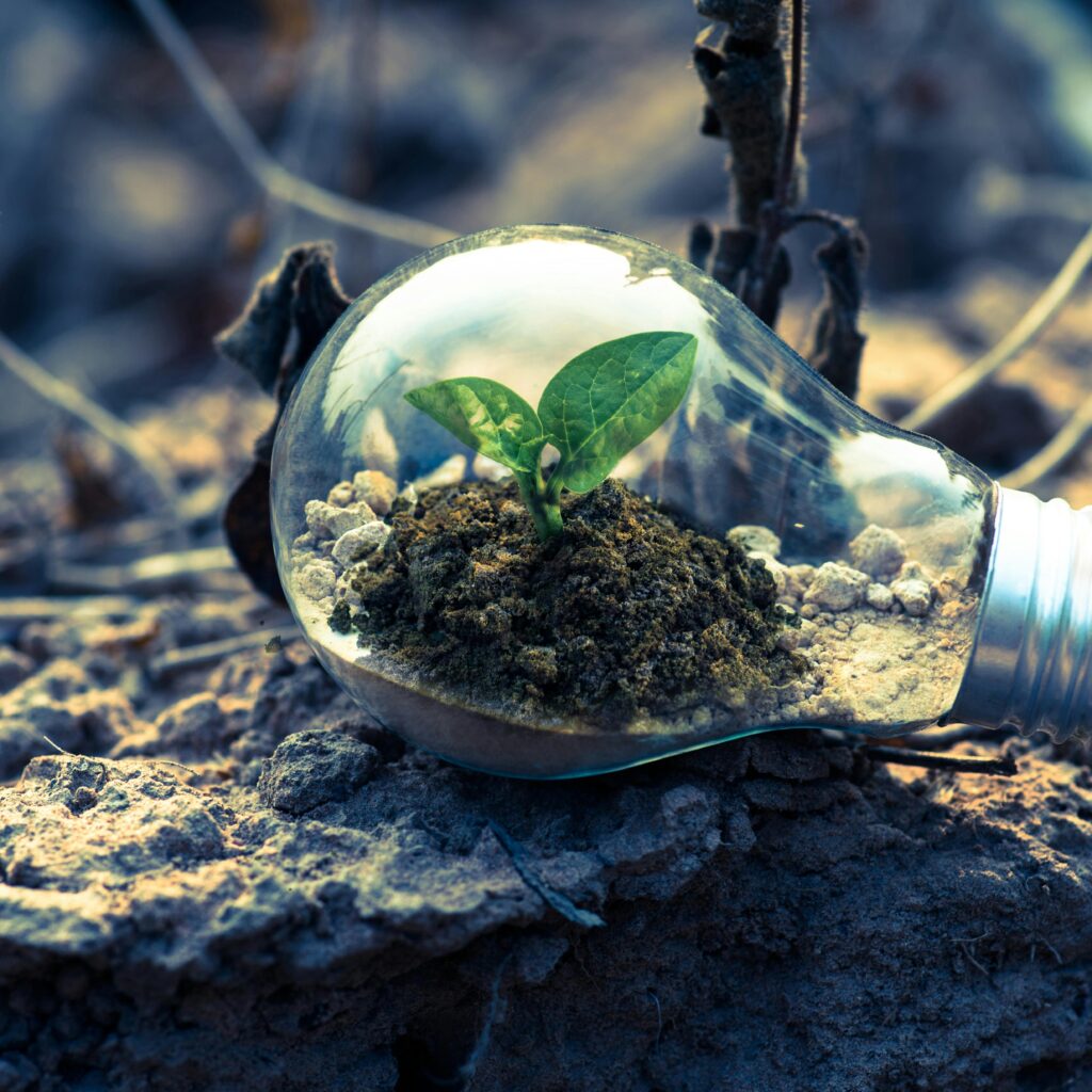 Clear Light Bulb Planter on Gray Rock